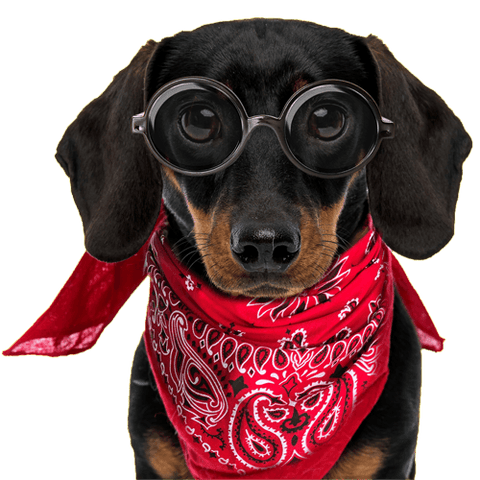 PET BANDANNAS - The Bandanna Store