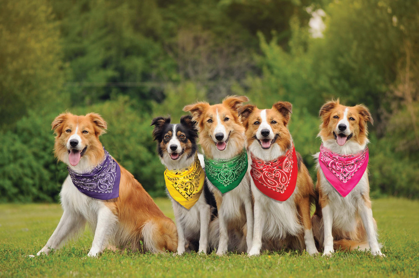 Kelly Green Paisley Bandanna 4 Pack – Cotton 22x22